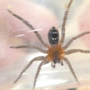 Mituliodon tarantulinus at Emu Creek Belconnen (ECB) - 11 Mar 2024 05:06 PM