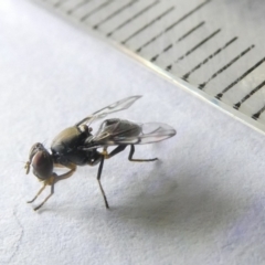 Lamprogaster sp. (genus) (A signal fly) at Belconnen, ACT - 11 Mar 2024 by JohnGiacon