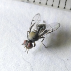 Lamprogaster sp. (genus) at Emu Creek Belconnen (ECB) - 11 Mar 2024