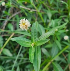 Alternanthera philoxeroides (Alligator Weed) at Greenway, ACT - 12 Mar 2024 by LukeMcElhinney