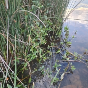 Alternanthera philoxeroides at Lake Tuggeranong - 12 Mar 2024