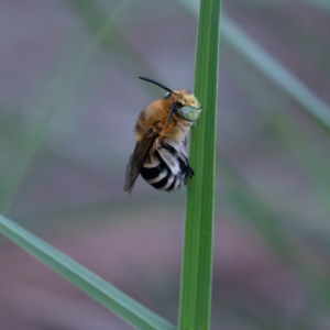 Amegilla sp. (genus) at Higgins Woodland - 30 Dec 2023