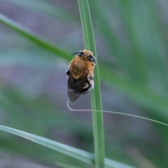 Amegilla sp. (genus) at Higgins Woodland - 30 Dec 2023