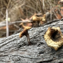 Unverified Cap on a stem; gills below cap [mushrooms or mushroom-like] at Aranda Bushland - 12 Mar 2024 by lbradley