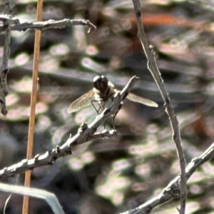 Bombyliidae (family) at Aranda, ACT - 12 Mar 2024 06:15 PM