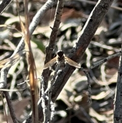 Bombyliidae (family) at Aranda, ACT - 12 Mar 2024 06:15 PM