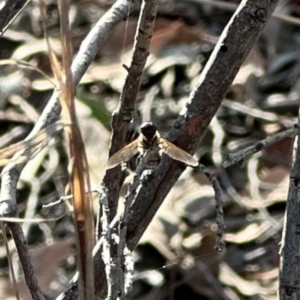 Bombyliidae (family) at Aranda, ACT - 12 Mar 2024 06:15 PM