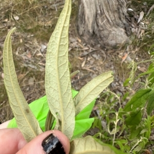 Olearia lirata at Aranda, ACT - 12 Mar 2024