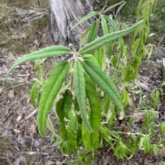 Olearia lirata at Aranda Bushland - 12 Mar 2024