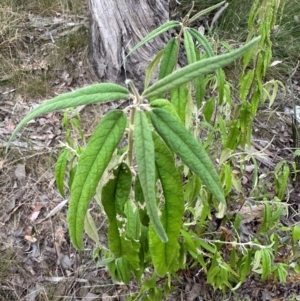 Olearia lirata at Aranda, ACT - 12 Mar 2024