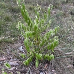 Olearia lirata at Aranda, ACT - 12 Mar 2024