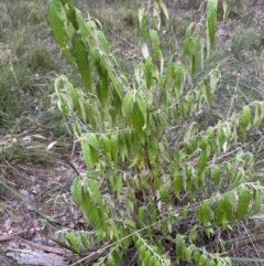 Olearia lirata at Aranda, ACT - 12 Mar 2024