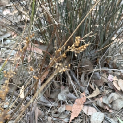 Juncus (genus) (A Rush) at Aranda, ACT - 12 Mar 2024 by lbradley