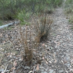 Juncus sp. at Aranda, ACT - 12 Mar 2024 06:29 PM