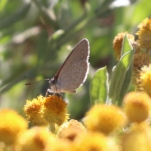 Zizina otis at North Mitchell Grassland  (NMG) - 4 Mar 2024