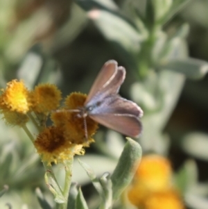 Zizina otis at North Mitchell Grassland  (NMG) - 4 Mar 2024