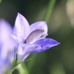 Zizina otis at North Mitchell Grassland  (NMG) - 4 Mar 2024