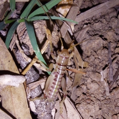 Unidentified Cricket (Orthoptera, several families) at Wirlinga, NSW - 12 Mar 2024 by RobCook