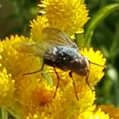 Calliphoridae (family) (Unidentified blowfly) at Franklin, ACT - 4 Mar 2024 by HappyWanderer