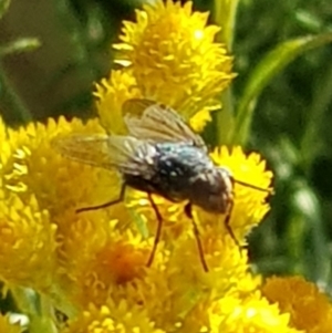 Calliphoridae (family) at North Mitchell Grassland  (NMG) - 4 Mar 2024