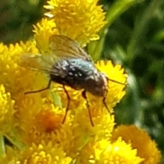 Calliphoridae (family) at North Mitchell Grassland  (NMG) - 4 Mar 2024