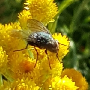 Calliphoridae (family) at North Mitchell Grassland  (NMG) - 4 Mar 2024