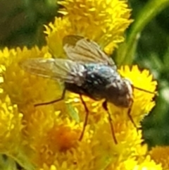 Calliphoridae (family) at North Mitchell Grassland  (NMG) - 4 Mar 2024