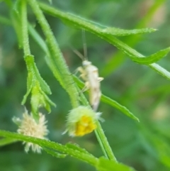 Miridae (family) at North Mitchell Grassland  (NMG) - 4 Mar 2024 05:55 PM