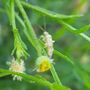 Miridae (family) at North Mitchell Grassland  (NMG) - 4 Mar 2024 05:55 PM