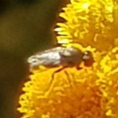 Muscoidea (super family) at North Mitchell Grassland  (NMG) - 4 Mar 2024 06:06 PM