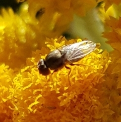 Muscoidea (super family) at North Mitchell Grassland  (NMG) - 4 Mar 2024 06:06 PM