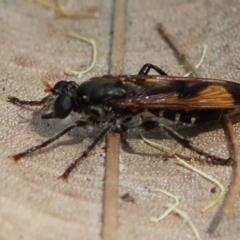 Orthogonis ornatipennis at Moruya, NSW - suppressed