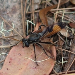 Orthogonis ornatipennis at Moruya, NSW - suppressed