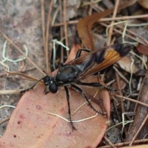 Orthogonis ornatipennis at Moruya, NSW - suppressed