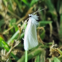 Tipanaea patulella (A Crambid moth) at Braidwood, NSW - 12 Mar 2024 by MatthewFrawley