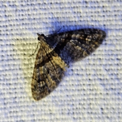 Phrissogonus laticostata (Apple looper moth) at Braidwood, NSW - 12 Mar 2024 by MatthewFrawley