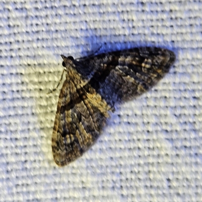 Phrissogonus laticostata (Apple looper moth) at Braidwood, NSW - 12 Mar 2024 by MatthewFrawley