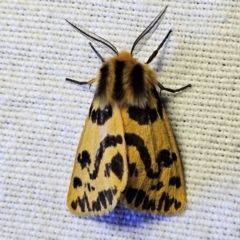 Ardices curvata (Crimson Tiger Moth) at Braidwood, NSW - 12 Mar 2024 by MatthewFrawley
