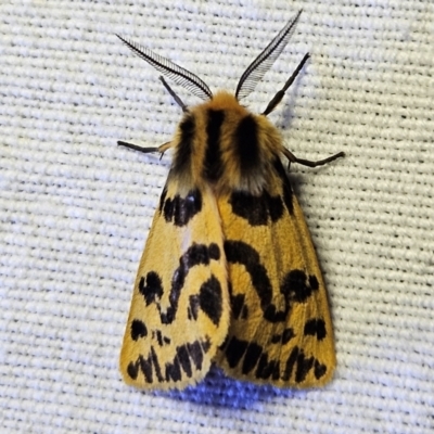 Ardices curvata (Crimson Tiger Moth) at QPRC LGA - 12 Mar 2024 by MatthewFrawley