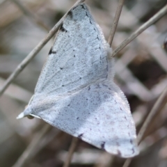 Unidentified Geometer moth (Geometridae) at Moruya, NSW - 11 Mar 2024 by LisaH