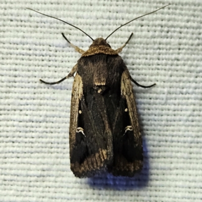 Proteuxoa tortisigna (Streaked Rictonis Moth) at Braidwood, NSW - 12 Mar 2024 by MatthewFrawley