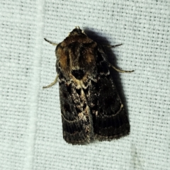 Proteuxoa sanguinipuncta (Blood-spotted Noctuid) at Braidwood, NSW - 12 Mar 2024 by MatthewFrawley