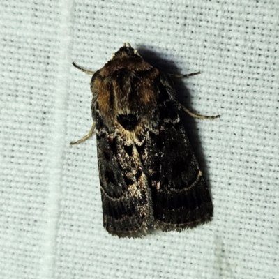 Proteuxoa sanguinipuncta (Blood-spotted Noctuid) at QPRC LGA - 12 Mar 2024 by MatthewFrawley