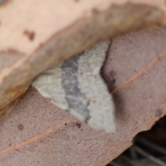 Dichromodes molybdaria (Plain Heath Moth) at Broulee Moruya Nature Observation Area - 11 Mar 2024 by LisaH