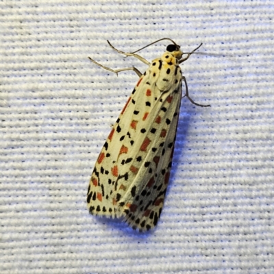 Utetheisa pulchelloides (Heliotrope Moth) at Braidwood, NSW - 12 Mar 2024 by MatthewFrawley