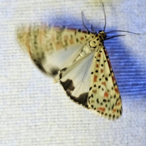 Utetheisa pulchelloides at QPRC LGA - 12 Mar 2024