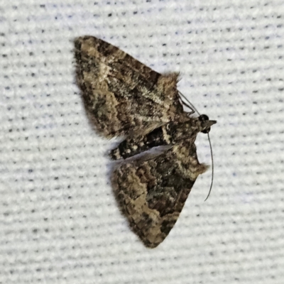 Phrissogonus laticostata (Apple looper moth) at Braidwood, NSW - 12 Mar 2024 by MatthewFrawley