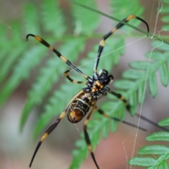 Trichonephila edulis (Golden orb weaver) at Broulee Moruya Nature Observation Area - 11 Mar 2024 by LisaH