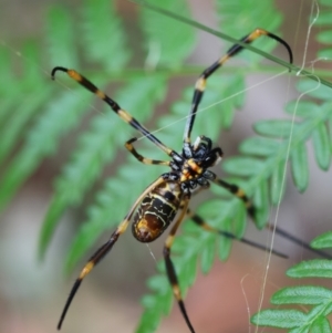 Trichonephila edulis at Moruya, NSW - 11 Mar 2024