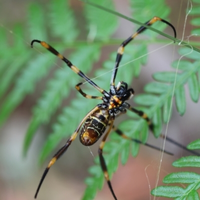 Trichonephila edulis (Golden orb weaver) at Broulee Moruya Nature Observation Area - 11 Mar 2024 by LisaH